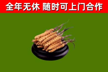 汾阳市回收冬虫夏草