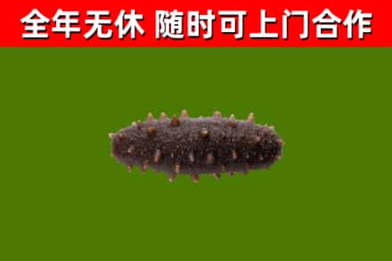 汾阳市回收海参干